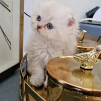 حیوانات آموزش دیده|گربه|زنجان, |دیوار