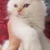 گربه ۲ماهه اسکاتیش