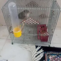 سهره گوش سفید