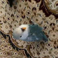 پرنده برزیلی|پرنده|اردبیل, |دیوار