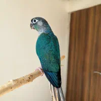 گرینچیک رام و دستی از جوجه تابالغ