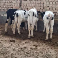 گوساله خرج خور