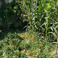 فروش قطعه ویلایی جانقور باسمنج ۱۰۰۰ متر