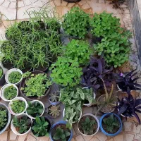 حراج پکیج ۴۲ عددی گل و گیاه خانگی زیرقیمت کل ایران