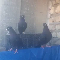 کبوتر کفتر بهبهونی پلاکی