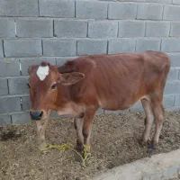 گوساله