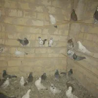 کفتر نرو ماده|پرنده|تهران, بریانک|دیوار