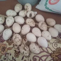 تخم بوقلمون نطفه دار