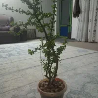 گل  یا درخت بنسای کراسولا