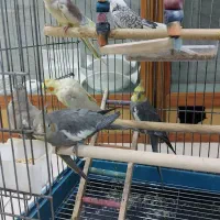 عروس هلندی البینو