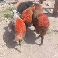 میش افشاری