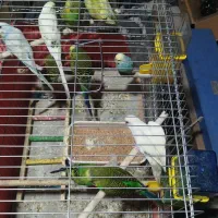 انواع مرغ عشق برای فروش|پرنده|بندر کنگان, |دیوار