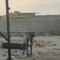 سگ نگهبان|سگ|جلگه رخ, |دیوار