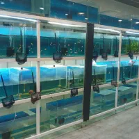 فروش آکواریوم و ماهیان زینتی