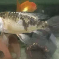 ماهی کوی باله بلند|ماهی|تبریز, |دیوار