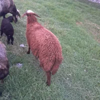 سلام وقت بخیر بره ماده چاق