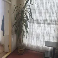 گل آپارتمانی