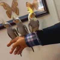 عروس هلندی دستی ابلغ و خاکستری