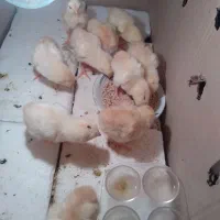 جوجه لاری زیر مرغی