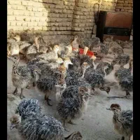 فروش جوجه شترمرغ