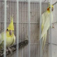 عروس هلندی ‌و کوتوله و مرغ عشق انگلیسی|پرنده|جم, |دیوار