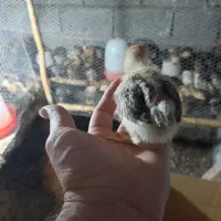 جوجه محلی انتخاب شما،،کیفیت از من ۷ روزه دونه ۳۰