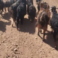 فروش گله بز