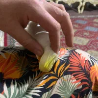 عروس هلندی|پرنده|قدس, شهرقدس|دیوار