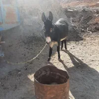 الاغ‌ سرحال‌وگوسفندی