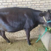 گوساله ماده