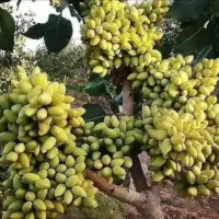 پیوند درخت پسته با ضمانت