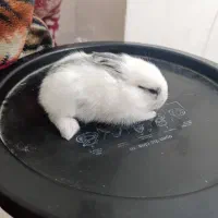 بچه خرگوش|موش و خرگوش|بندر دیر, |دیوار