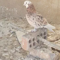 سلام چندتاکفترسرور وکفترپرشی