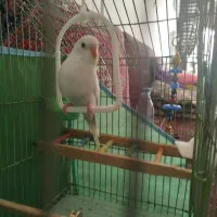 مرق عشق|پرنده|میانه, |دیوار