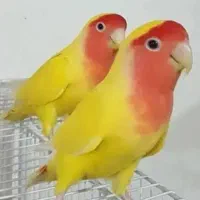 جوجه عروس هلندی البینو و کوتوله|پرنده|نطنز, |دیوار