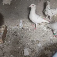سفید بغدادی نر