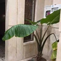 گیاه بابا ادم