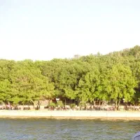 طلا پیدا شده