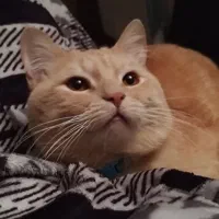 گربه اسکاتیش زرد|گربه|مشهد, سعد آباد|دیوار