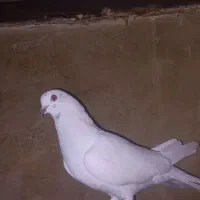 کارت ملی کارت دانش جوی پیدا شده