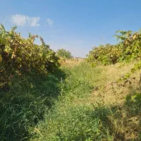 فروش-یامعاوضه