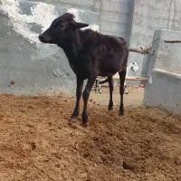 گوساله ماده با دوتا میش