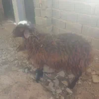 بره نر وزن ۳۵ کیلو