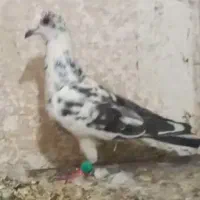 نر پرشی