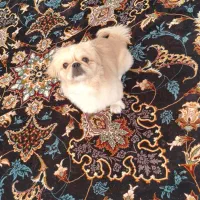 سگ پیکینیز امپریال اصل وارداتی نر|سگ|کرمان, |دیوار