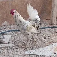 خروس جوان
