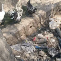 مرغ گلین