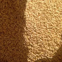 بذر گندم دیم، کود اوره