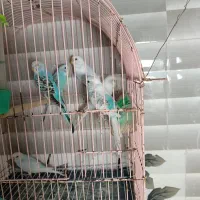 مرغ عشق|پرنده|رشت, پل تالشان|دیوار