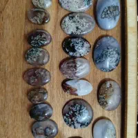 شجرپاییز و دریایی